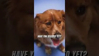 Thumbnail: Who is cuter cats or dogs? animal lovers come see