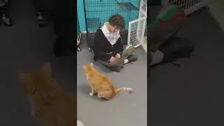 Thumbnail: PLK Pet Co - Fluvanna SPCA May 2026 - Tuft & Paw's Really Great Cat Litter