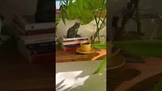 Thumbnail: Living room or indoor jungle? 📽️ by wessal_garden (IG)