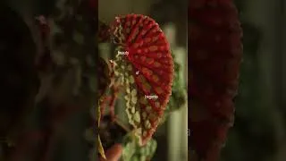 Thumbnail: Our current obsession: Begonias! 🌱📽️ by mossyhaus(IG)