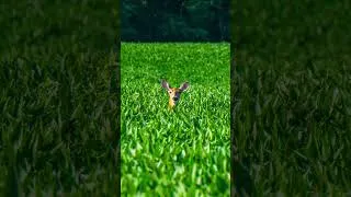 Thumbnail: This is why we plant beans. Groceries all summer long, and the herd knows exactly where to find them