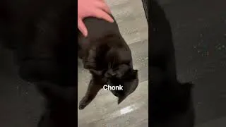Thumbnail: C h o n k