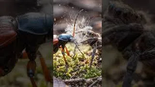 Thumbnail: The Bombardier Beetle That Fires BOILING Chemicals at Predators! 🪲💥