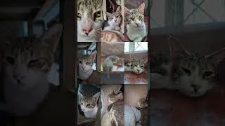 Thumbnail: It's meee your cutiee pokemon😻😹