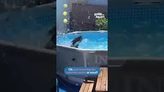 Thumbnail: pool days are the best days #dogslife #dogshorts #sunny  #doggielife