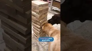 Thumbnail: wanna play a game ❤️ #dogslife #adorablepets #jenga #gametime