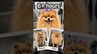 Thumbnail: Before vs After: 6+ Hour Dog Grooming Glow Up 🎀#doggrooming #dogtransformation  #dogmakeover #shorts
