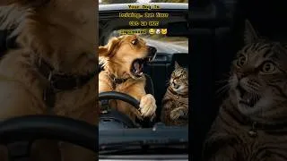 Thumbnail: Your Dog Is Driving… But Your Cat Is NOT Impressed 😂🐶🐱#Funny #dog #memearchive
