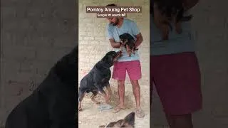 Thumbnail: Rottweiler Puppy with their father 🦁🦁 #rottweiler #dog #dogvideos #petshop #Dalsinghsarai