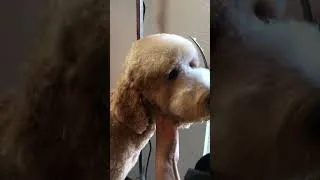 Thumbnail: 20221227 Goldendoodle Scissor Haircut for