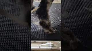 Thumbnail: Standard Poodle Scissor Cut(2)