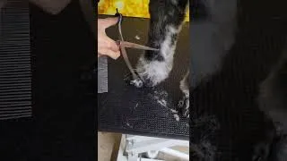 Thumbnail: Standard Poodle Scissor Cut(1) 20221106