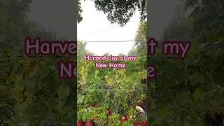 Thumbnail: HARVESTING ORGANIC FRUITS & VEGETABLES AT MY COUNTRYSIDE HOME #village #home