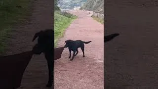 Thumbnail: Labrador Dance  #kylie #spinning #labrador #blacklab #poppy