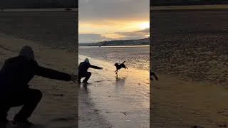 Thumbnail: Labrador loving the Sunset at Instow in North Devon
