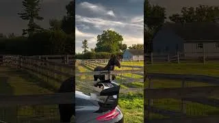 Thumbnail: Never not horsing around #shorts