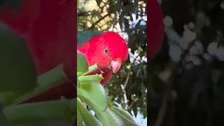 Thumbnail: Brazen theft of delicious succulent