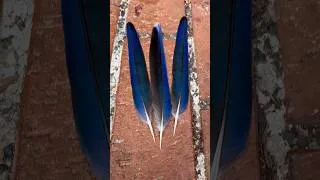 Thumbnail: The mystery of the three rosella feathers