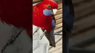 Thumbnail: Crimson rosella patiently listens to why I have not been feeding  her