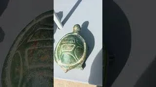 Thumbnail: Unboxing Fresh Island Loot! 🐢📦 Terracotta Turtles at Coral Snout Cutter | Kelleys Island