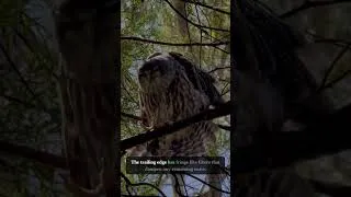 Thumbnail: Owls Fly in TOTAL SILENCE — Microscopic Feathers Make It Possible #shorts #science #POVScience