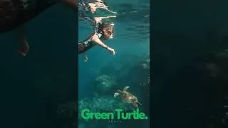 Thumbnail: Snorkeling with Sea Turtles in Rarotonga | Private Turtle Tour Experience