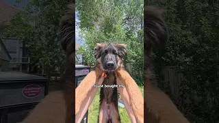 Thumbnail: What should I buy my puppy next? 🐶 #pov #dogs #fyp #newbornpuppy #vendingmachine