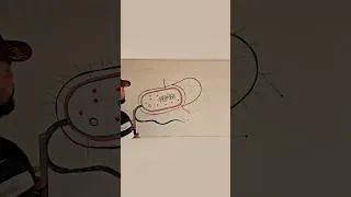 Thumbnail: Drawing labelled Diagram of bacterial cell  #biology #biologydiagrams