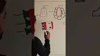 Thumbnail: Draw and Label Sponge | Phylum Porifera | Easy Biology Diagram for Grade 11