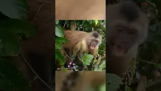 Thumbnail: The Monkey Thought It Was Safe in the Trees 😳