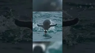 Thumbnail: The Penguin Hesitated ...  And the Leopard Seal Was Waiting