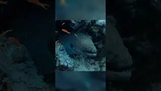 Thumbnail: That's Not a Rock -  It's a Stonefish