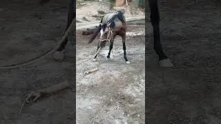 Thumbnail: Чудові коні в осінньому лісі 🍂🐎    #коні #ліс #природа