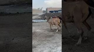 Thumbnail: Могутній жеребець вражає всіх 💥🐴    #жеребець #коні #село