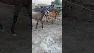 Thumbnail: Найкращі коні на фермі 🌾🐎    #коні #ферма #кінь