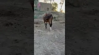 Thumbnail: Величний кінь у природі 🍃🐴    #кінь #коні #природа