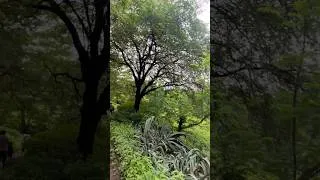Thumbnail: Walk to Forest #viral #travel #forest #forestsounds t