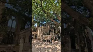 Thumbnail: Ruins & Garden in May 🪻🍀✨ #flowers #nature #bridgerton #fyp #garden #spring