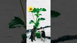 Thumbnail: भकारीका धान... #latestvideo #newtrend