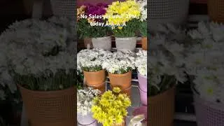 Thumbnail: Sales please Lord.... #flowers #flowershop#puertoprincesacityflowersavailable #sales