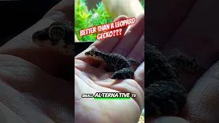 Thumbnail: Smallternatives - is the Viper Gecko better than the Leopard Gecko? #reptile #gecko #leopardgecko