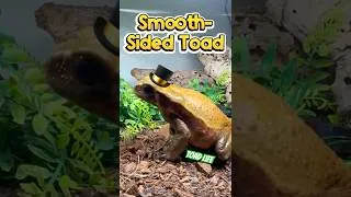 Thumbnail: Meet the Smooth-sided Toad ! #amphibians #toad #toads #reptiles #reptile #bufo #reptile #pet #pets