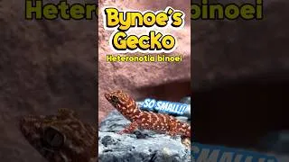 Thumbnail: Meet the Bynoe’s gecko ! (Heteronotia binoei) #reptile #reptiles #lizard #gecko #lizards