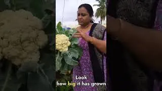 Thumbnail: పురుగు మందులు కొట్టకుండా పండించిన పెద్దకాలిఫ్లవర్ #premasgarden #shorts  #viralshorts #ytshortsviral