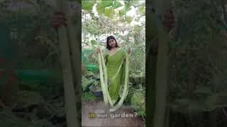 Thumbnail: ప్రపంచం లోనే పొడుగైన సొరకాయల హార్వెస్ట్ #premasgarden #shorts  #ytshortsviral #viralshorts #ytshorts