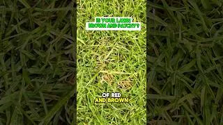 Thumbnail: This Attacks 99% of Lawns... Here Is The Fix!