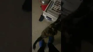 Thumbnail: My cat is a gold digger