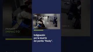 Thumbnail: Indignación por la Muerte del Perrito “Rocky”