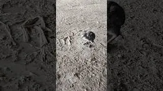 Thumbnail: Brothers Saved Their Little Brother From Ants