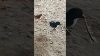 Thumbnail: Funny Chick Chase on the Farm!